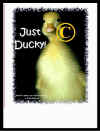 duckyc.jpg (31796 bytes)
